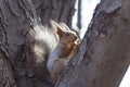 The red squirrel on the tree