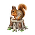 Red squirrel on a tree stump. Watercolor painted illustration. Hand drawn cute squirrel siting on a wooden tree stump