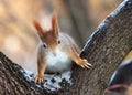 Red squirrel on the tree in sunny winter day. Royalty Free Stock Photo