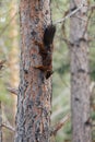 Red squirrel on a tree trunk. Royalty Free Stock Photo