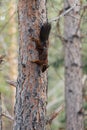 Red squirrel on a tree trunk.