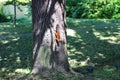 Red squirrel upside down on a tree trunk