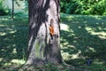 Red squirrel upside down on a tree trunk, on the ground doves walk