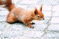 Red squirrel walking on pavement