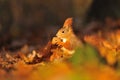 Red squirrel with walnut on the orange leafs Royalty Free Stock Photo