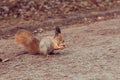 Red Squirrel with walnut