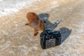 A red squirrel is watching a digital camera Royalty Free Stock Photo