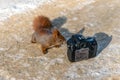A red squirrel is watching a digital camera Royalty Free Stock Photo