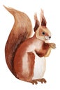 Red squirrel watercolor illustration Royalty Free Stock Photo