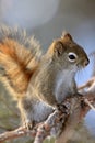 Red Squirrel in Winter
