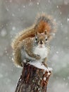 Red Squirrel Winter Snow