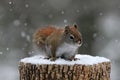 Red Squirrel in Winter Snow Royalty Free Stock Photo