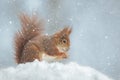 A red squirrel in winter snow flurry Royalty Free Stock Photo