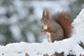 Red squirrel winter snow Sciurus vulgaris eurasian frost snowy cute darling forest meadow animal red rusty in nature Royalty Free Stock Photo