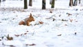 Red squirrel on a winter snowy lawn