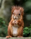 Red Squirrel Royalty Free Stock Photo