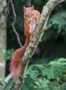 Red Squirrel Royalty Free Stock Photo