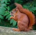 Red Squirrel Royalty Free Stock Photo