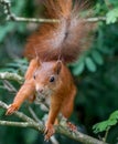 Red Squirrel Royalty Free Stock Photo