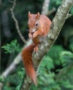 Red Squirrel Royalty Free Stock Photo