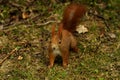 Red squirrel in the woods Royalty Free Stock Photo