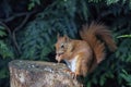 Red squirrel (Sciurus vulgaris) feeding on a tree stump in Cumbria. Royalty Free Stock Photo
