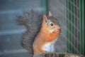 Red squirrel in the zoo