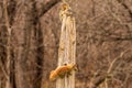 Red Squirrels having a squabble over the post