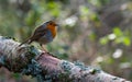 Red robin around a feeder in the woods