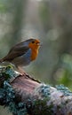 Red robin around a feeder in the woods