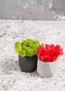 Red and green stabilized moss in a gray and black concrete pot on a gray background Royalty Free Stock Photo