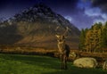 Red stag deer at the kings house in Glencoe, Scotland uk.