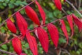 Red Stag-horn Sumac bush in northern Wisconsin Royalty Free Stock Photo