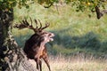 Powerful Red deer stag roaring in rutting season.