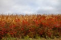 Red Staghorn Sumac in front of cornstalks ready for harvest in Wisconsin Royalty Free Stock Photo