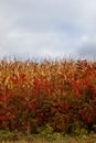 Red Staghorn Sumac in front of cornstalks ready for harvest in Wisconsin Royalty Free Stock Photo