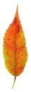 Red Staghorn Sumac Leaf Royalty Free Stock Photo