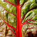 Red stalk and veins in green leaf of Silverbeet vegetable, macro image Royalty Free Stock Photo