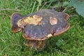 Red-stalked Boletus