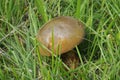 Red-stalked Boletus - Boletus erythropus