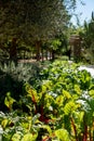 Red stalked chard growing in the vegetable garden at Babylonstoren, South Africa. Sunlight shines through the leaves.