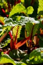 Red stalked chard growing in the vegetable garden at Babylonstoren, South Africa. Sunlight shines through the leaves.