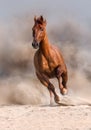 Red stallion in desert Royalty Free Stock Photo