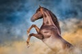 Red stallion with long mane rearing up Royalty Free Stock Photo