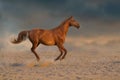 Red horse run in sand Royalty Free Stock Photo