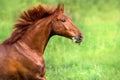 Red stallion portrait Royalty Free Stock Photo