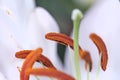 Red stamens of white lily flower close up Royalty Free Stock Photo