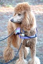 Red standard poodle with purple walking harness