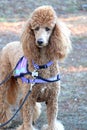 Red standard poodle with purple walking harness and lead