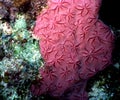 Red star coral detail Royalty Free Stock Photo